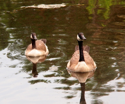 [Two Canada geese swim side by side facing the camera. The adult has a much longer neck and larger body.]